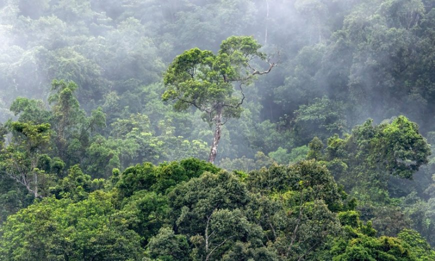 Chuva produzida pela Amazônia vale mais de R$ 100 bilhões por ano