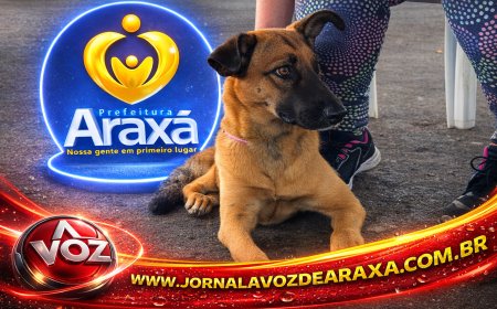 Mais de 11 mil castrações ajudam a reduzir abandono de cães e gatos em Araxá