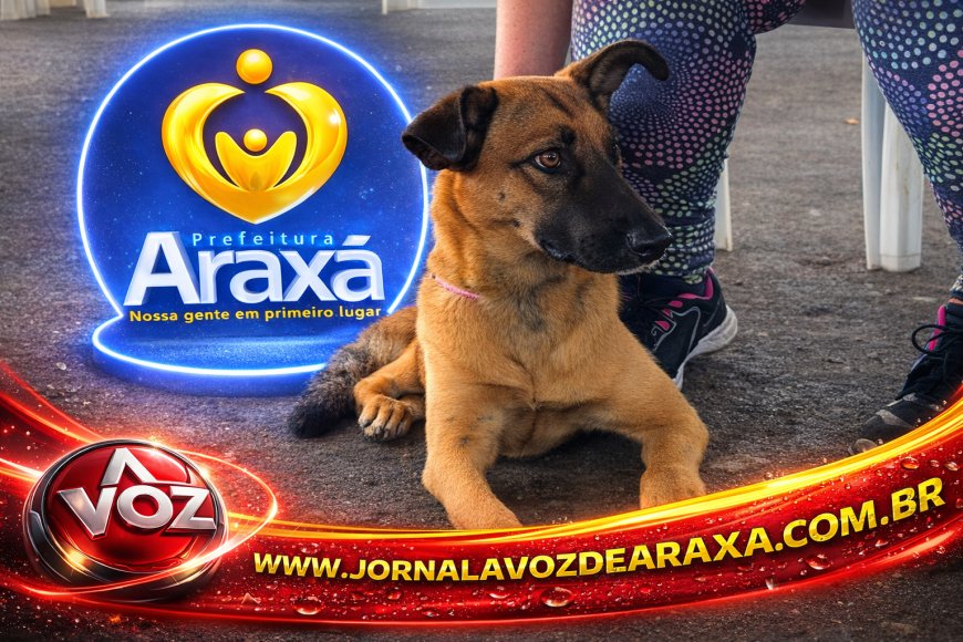 Mais de 11 mil castrações ajudam a reduzir abandono de cães e gatos em Araxá