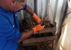Levantamento anual monitora presença do barbeiro transmissor da doença de Chagas na zona rural de Araxá