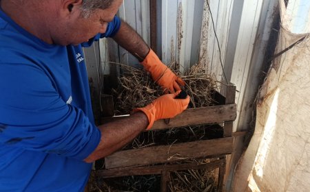 Levantamento anual monitora presença do barbeiro transmissor da doença de Chagas na zona rural de Araxá