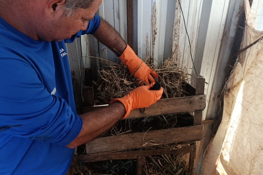 Levantamento anual monitora presença do barbeiro transmissor da doença de Chagas na zona rural de Araxá