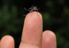 Vigilância Epidemiológica monitora circulação do sorotipo 3 da dengue em Araxá