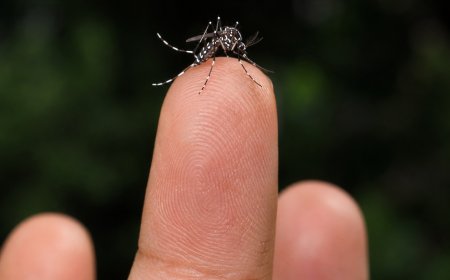 Vigilância Epidemiológica monitora circulação do sorotipo 3 da dengue em Araxá