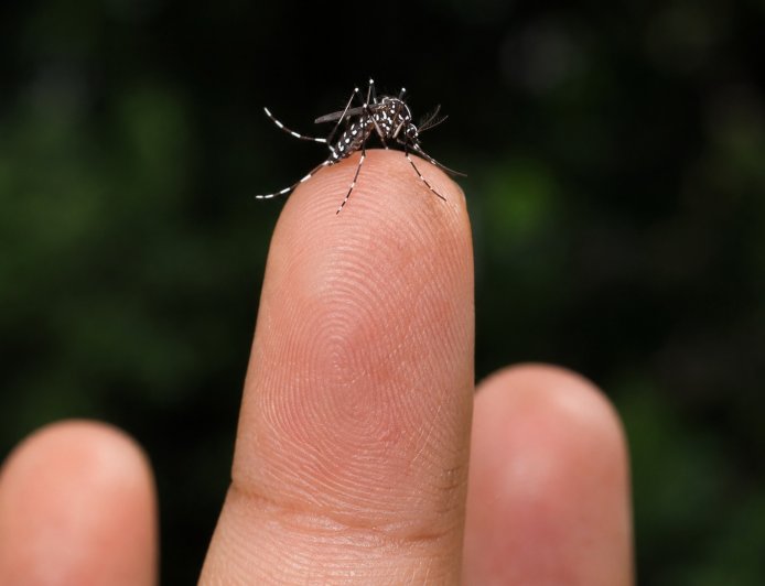 Vigilância Epidemiológica monitora circulação do sorotipo 3 da dengue em Araxá